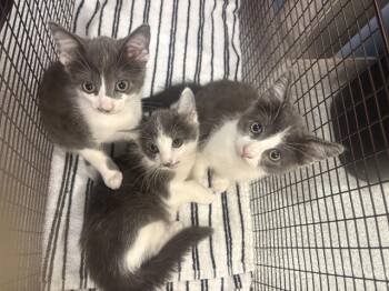 NICOLE -  Domestic Short Hair Cat for Adoption in Tustin, California - NICOLE | PetCurious