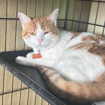 Finn -  Domestic Short Hair Cat for Adoption in Springfield, Missouri - Finn | PetCurious