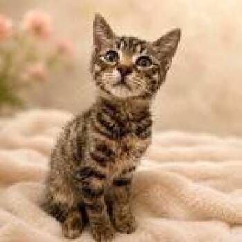Cane -  Domestic Short Hair Cat for Adoption in Portsmouth, Ohio - Cane | PetCurious