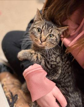 Domestic Short Hair Cats Available for Adoption - Jam | PetCurious