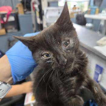 Mort -  Domestic Short Hair Cat for Adoption in Newark, New Jersey - Mort | PetCurious