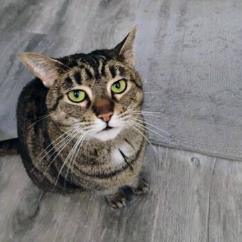 Rescue Domestic Short Hair Cats for Adoption in Gladstone, Oregon - Chai | PetCurious