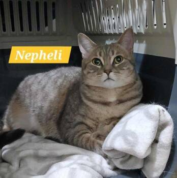Rescue Domestic Short Hair Cats for Adoption in Abbotsford, British Columbia - Nepheli | PetCurious