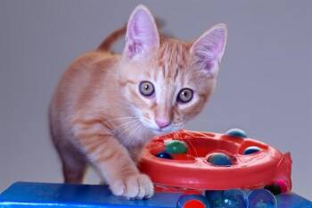 OPIE -  Domestic Short Hair Cat for Adoption in Fort Lauderdale, Florida - OPIE | PetCurious