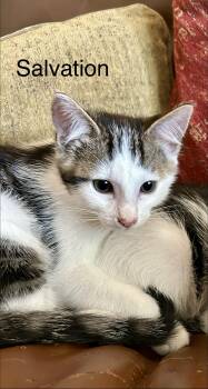 Domestic Short Hair Cats Available for Adoption - Salvation | PetCurious