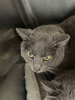 Rescue Domestic Short Hair Cats for Adoption in Pomona, New York - Little Girl | PetCurious