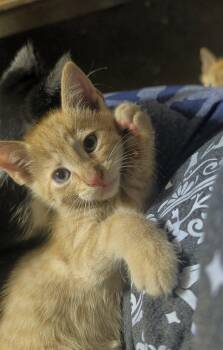 October -  Domestic Short Hair Cat for Adoption - October | PetCurious