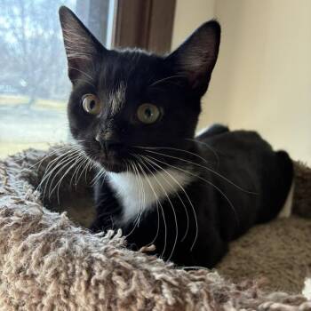 Tuxedo Cats Available for Adoption in Farmington, Minnesota - Penelope | PetCurious