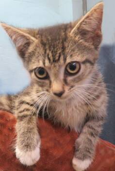 Patrick -  Domestic Short Hair Cat for Adoption in Lexington, Virginia - Patrick | PetCurious