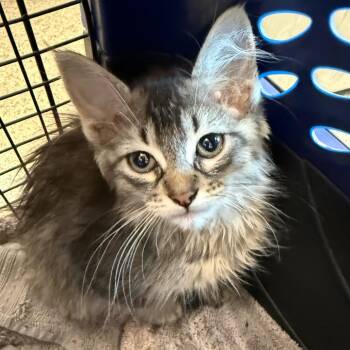 Wren -  Domestic Long Hair Cat for Adoption in Council Bluffs, Iowa - Wren | PetCurious