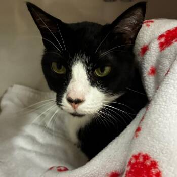 Stinky -  Domestic Short Hair Cat for Adoption in Redwood City, California - Stinky | PetCurious