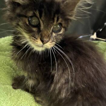71957 -  Domestic Medium Hair Cat for Adoption in Harrisonburg, Virginia - 71957 | PetCurious