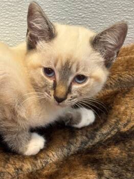 GABRIEL -  Siamese and Domestic Short Hair Cat for Adoption in Holbrook, New York - GABRIEL | PetCurious