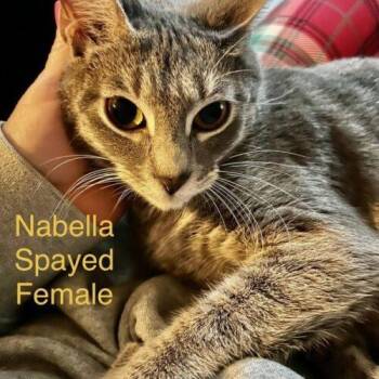 Nabella -  Domestic Short Hair Cat for Adoption in Tampa, Florida - Nabella | PetCurious