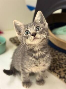 Domestic Short Hair Cats Available for Adoption in Sugar Land, Texas - LOREI | PetCurious
