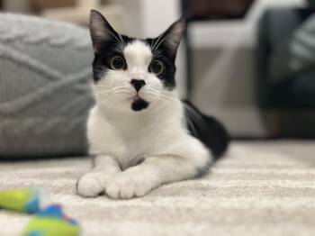 Domestic Short Hair Cats Available for Adoption in Fairfax, Virginia - Essie  | PetCurious