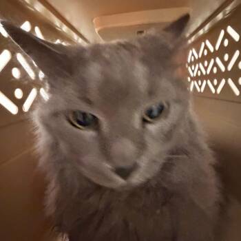 Smooley -  Domestic Long Hair Cat for Adoption in Philadelphia, Pennsylvania - Smooley | PetCurious