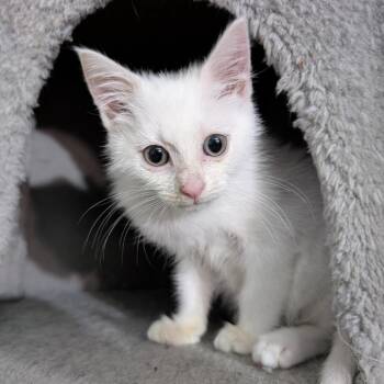 Marshmallow Fluff -  Domestic Short Hair Cat for Adoption in York, Pennsylvania - Marshmallow Fluff | PetCurious