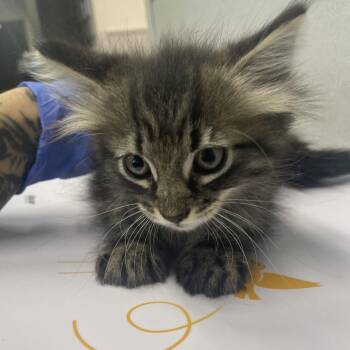 Adam -  Domestic Long Hair Cat for Adoption in Tampa, Florida - Adam | PetCurious