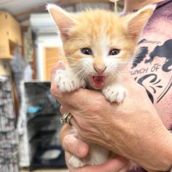 Templeton -  Domestic Short Hair Cat for Adoption in Gainesville, Florida - Templeton | PetCurious