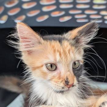 High 5 -  Domestic Medium Hair Cat for Adoption in Biltmore Forest, North Carolina - High 5 | PetCurious