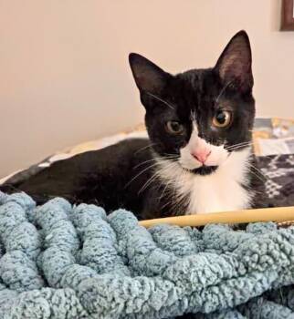Rescue Domestic Short Hair Cats for Adoption in Winnipeg, Manitoba - Jack | PetCurious