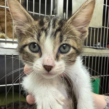 Construction Paper (Group 4) -  Domestic Short Hair Cat for Adoption in Pekin, Illinois - Construction Paper (Group 4) | PetCurious