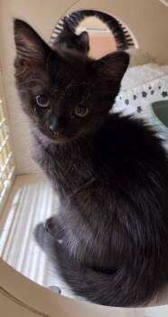 Shadow -  Domestic Short Hair Cat Available for Adoption in Town 