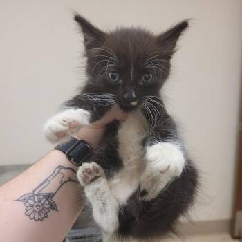 SCFL-Stray-66904 -  Domestic Short Hair Cat for Adoption in Lake Panasoffkee, Florida - SCFL-Stray-66904 | PetCurious