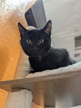Shirley -  Domestic Short Hair Cat for Adoption in St. George, Utah - Shirley | PetCurious