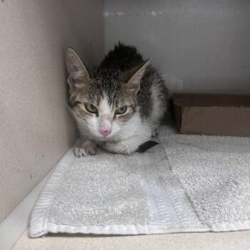 Ironwood -  Domestic Short Hair Cat for Adoption in Yuma, Arizona - Ironwood | PetCurious
