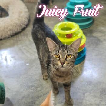 Juicy Fruit -  Domestic Short Hair Cat for Adoption in Hillsboro, Ohio - Juicy Fruit | PetCurious