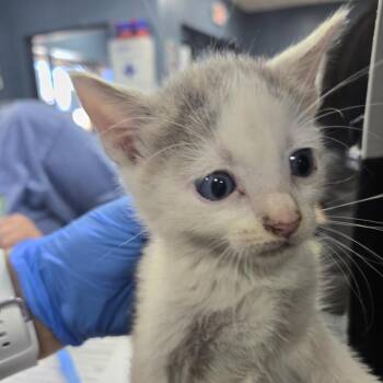 Genevieve -  Domestic Short Hair Cat for Adoption in Newark, New Jersey - Genevieve | PetCurious