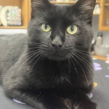 Coal -  Domestic Short Hair Cat for Adoption in Johnston, Rhode Island - Coal | PetCurious