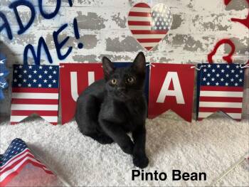 Pinto Bean -  Domestic Short Hair Cat for Adoption in San Tan Valley, Arizona - Pinto Bean | PetCurious
