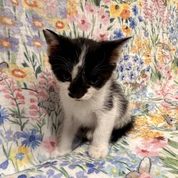Domestic Short Hair Cats Available for Adoption in Delaware, Ohio - Worm | PetCurious