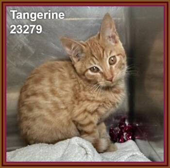 TANGERINE (see also PLUM) -  Domestic Short Hair and Tabby Cat for Adoption in Marietta, Georgia - TANGERINE (see Also PLUM) | PetCurious