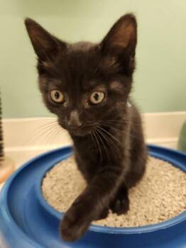 Biscuit -  Domestic Short Hair Cat for Adoption in Columbus, Indiana - Biscuit | PetCurious