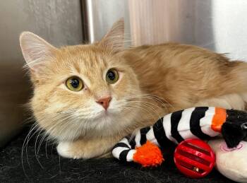 Domestic Medium Hair Cats Available for Adoption - Percy | PetCurious