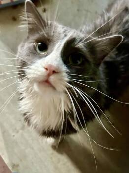 Remi -  Domestic Medium Hair Cat for Adoption in Penndel, Pennsylvania - Remi | PetCurious