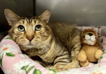 TAMIR -  Domestic Medium Hair Cat for Adoption in York, South Carolina - TAMIR | PetCurious