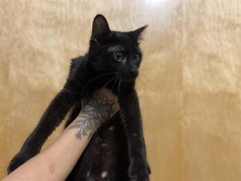 A612887 -  Domestic Medium Hair Cat for Adoption in Modesto, California - A612887 | PetCurious