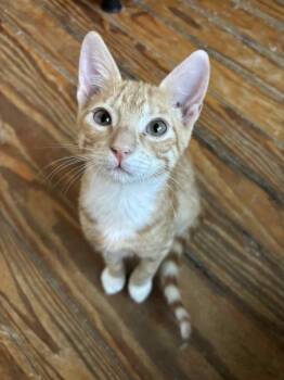 Rescue Domestic Short Hair Cats for Adoption in Augusta, Georgia - Pippin | PetCurious