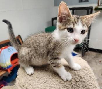 Rescue Tabby Cats for Adoption in Parlier, California - Kitten 27359 (Wendell) | PetCurious