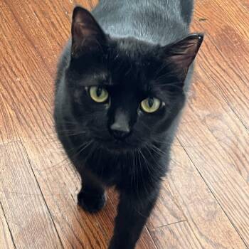 Transylvania -  Domestic Short Hair Cat for Adoption in Evanston, Illinois - Transylvania | PetCurious