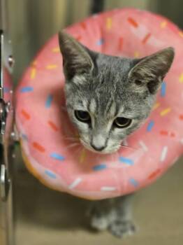 Funnel Cake -  Domestic Short Hair Cat for Adoption in Kennewick, Washington - Funnel Cake | PetCurious