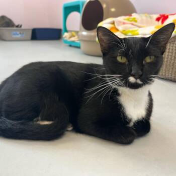 Frenchie -  Domestic Short Hair Cat for Adoption in Boston, Massachusetts - Frenchie | PetCurious
