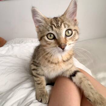 Lesia (bonded with Leia) -  Tabby and Domestic Short Hair Cat for Adoption in Vaughan, Ontario - Lesia (bonded With Leia) | PetCurious