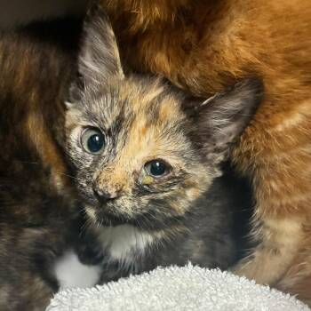 Swirl -  Domestic Short Hair Cat for Adoption in Windsor, Virginia - Swirl | PetCurious