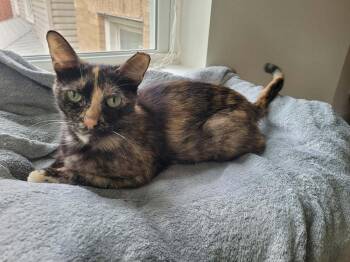 Raelynn -  Domestic Short Hair Cat for Adoption in Chicago, Illinois - Raelynn | PetCurious